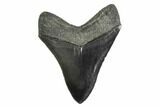 Fossil Megalodon Tooth - Glossy Enamel #135445-2